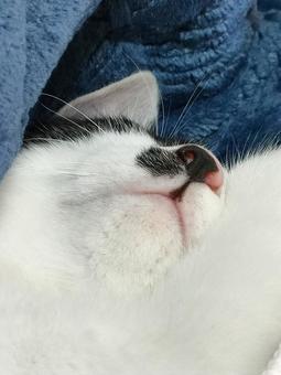 猫の口のアップ 猫の口のアップの写真