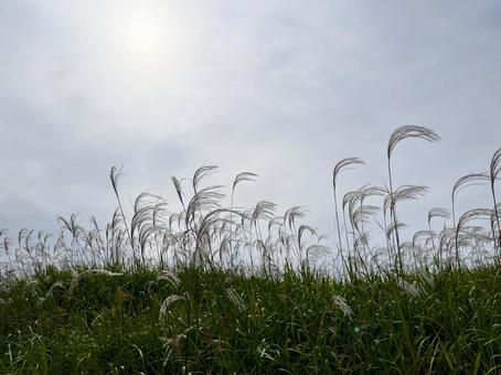 ススキの群生と曇り空 曇り空,ススキ,自然の写真素材