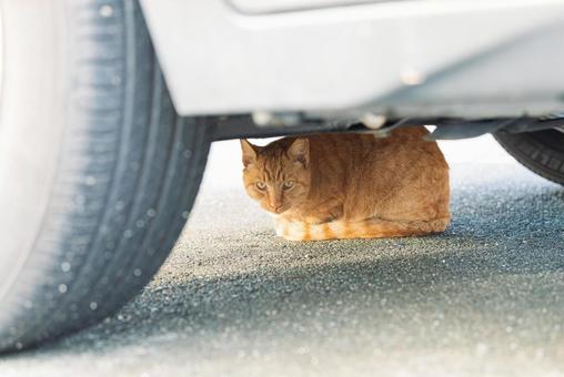 車の下でこちらをじっと見つめる茶トラ 車の下でこちらをじっと見つめる茶トラ 茶トラ,地域猫,サクラネコの写真素材