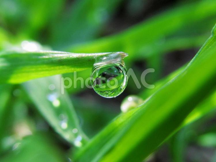 水滴と緑の葉（Water drop） 水滴,すいてき,丸い水滴の写真素材