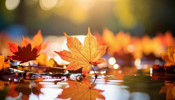 秋の紅葉 秋の紅葉の写真