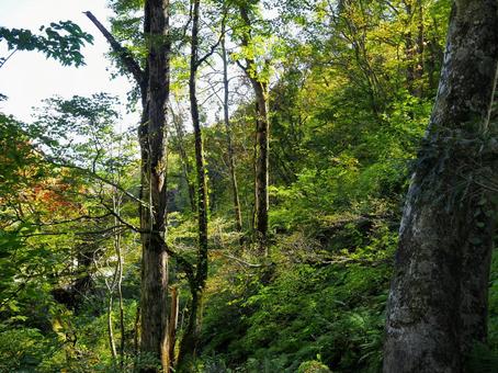森５ 森,森の中,木の写真素材