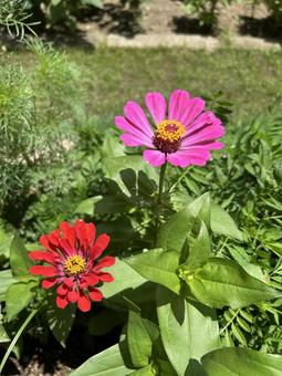 赤とピンクの百日草の花 赤とピンクの百日草の花の写真