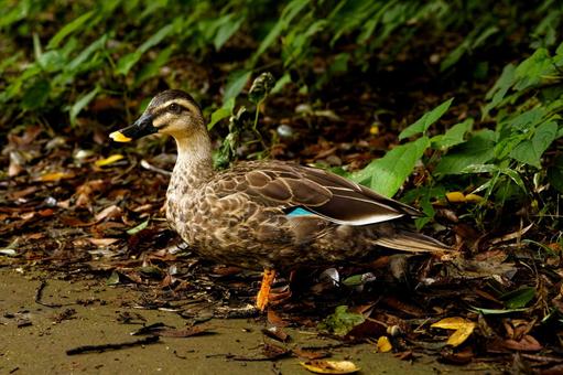 陸を歩くカモ 陸を歩くカモの写真