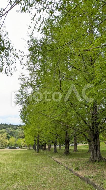 緑の並木 自然,山の景色,緑の写真素材