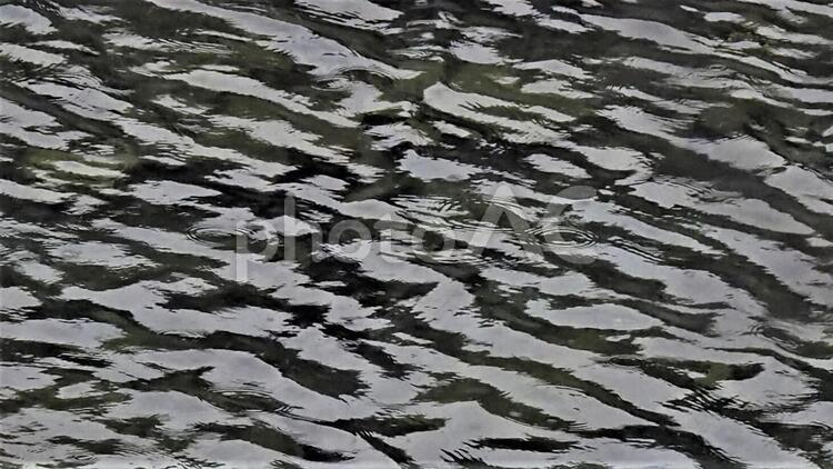 春雨を受ける水面のイメージ 水面,川,川面の写真素材