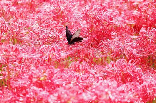 Full blooming cluster amaryllis and swallowtail butterfly, JPG