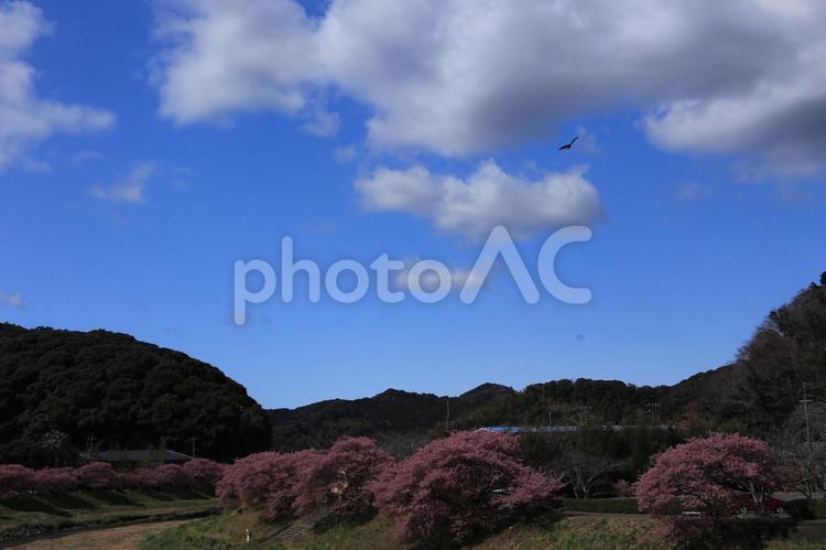 南の桜満開 南の桜,満開,青野川の写真素材