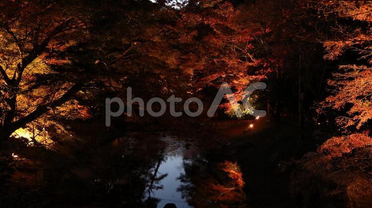 夜の岩屋堂公園 川の水面に映る夜の紅葉 紅葉,もみじ,紅葉狩りの写真素材