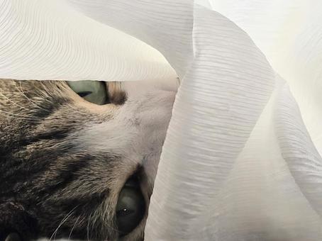 見つめる猫 猫,ネコ,ペットの写真素材