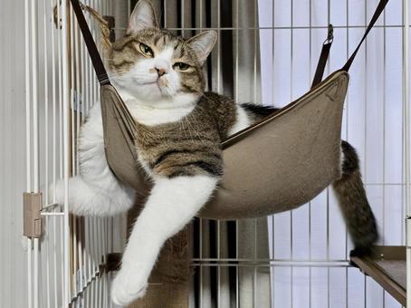 Cat in a hammock, JPG
