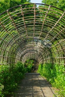 Photo, bush clover, tunnel, plant, 