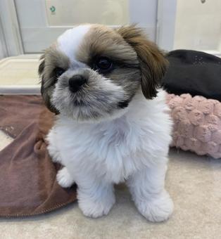 犬 シーズー 犬 シーズーの写真