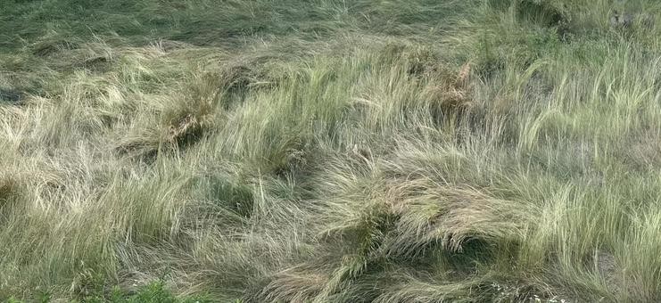 雑草 雑草の写真