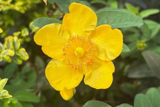 キンシバイ キンシバイ,きんしばい,花の写真素材