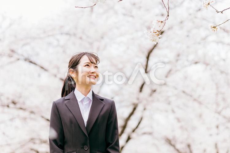 満開の桜の下にいるスーツ姿の新社会人女性 大学生,就職,桜の写真素材