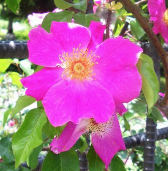 ピンクの花の写真