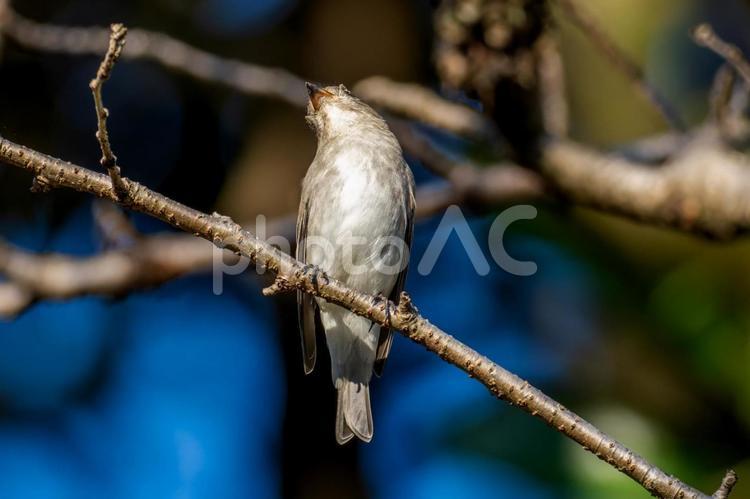 枝にとまるコサメビタキ コサメビタキ,野鳥,鳥の写真素材