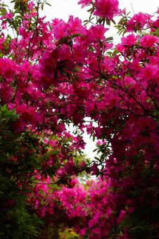 Azalea tunnel at Busshozan Park in early May, JPG