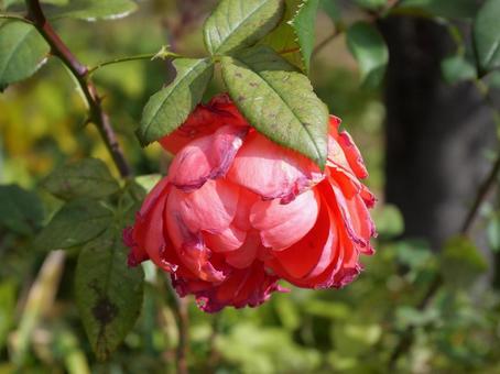 枯れる前のバラ ばら,花,自然の写真素材