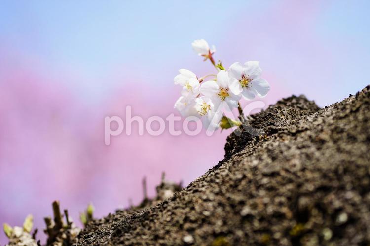太い木の枝から咲いている桜２ 桜,枝,さくらの写真素材