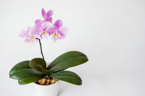 Mini Phalaenopsis orchid / Phalaenopsis orchid (Western orchid / Western orchid) on a white background, JPG Mini Phalaenopsis orchid / Phalaenopsis orchid (Western orchid / Western orchid) on a white background, JPG