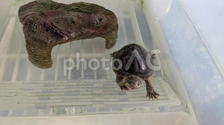 ミシシッピニオイガメの飼育風景 ミシシッピニオイガメ,ニオイガメ,カメの写真素材
