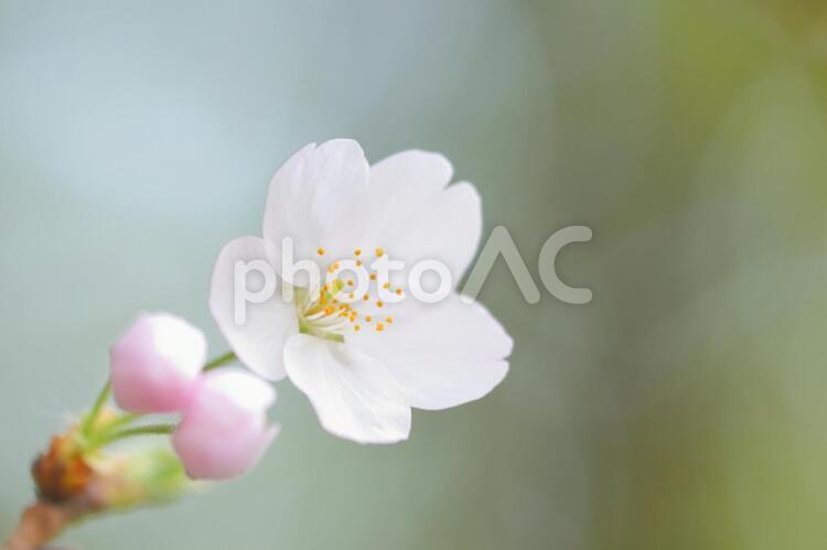 植物　花　桜 植物,花,桜の写真素材