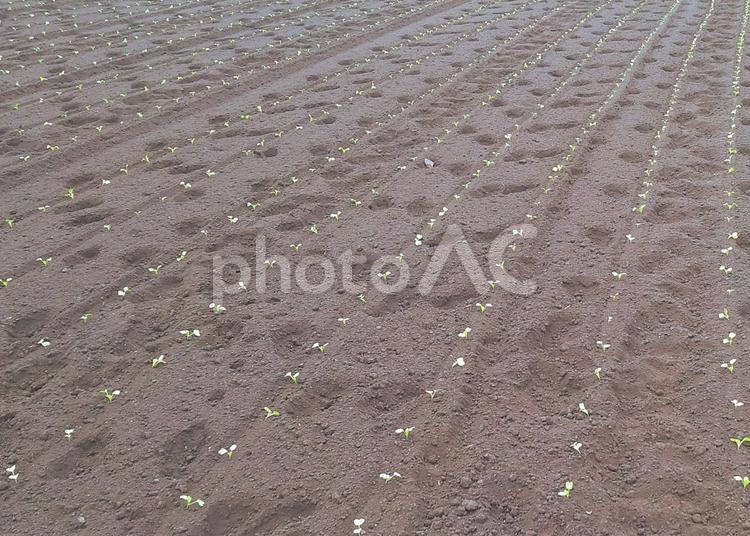 芽が出てきた畑 畑,新芽,農業の写真素材