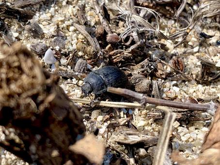 Tenebrionidae, JPG Tenebrionidae, tenebrionidae, seaside insects, insects on the beach, JPG