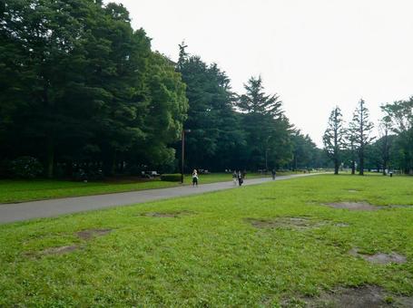 代々木公園の遊歩道 代々木公園の遊歩道の写真