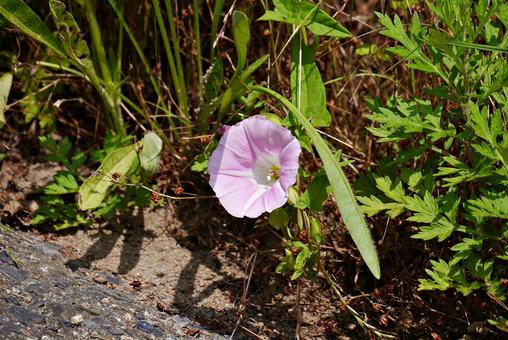 Photo, hiroha convolvulus, hiroba daytime, vine plant, 