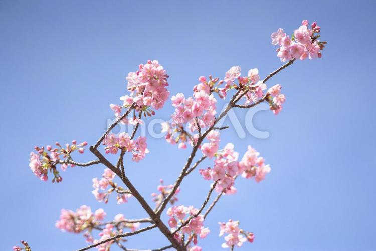 青空の下の河津桜・早咲きのピンク 河津桜,青空,早咲きの写真素材