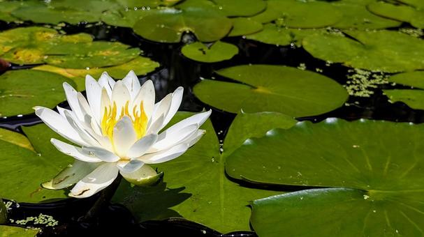 スイレン スイレン 睡蓮,花,白の写真素材