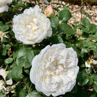 花★薔薇 ウィンチェススターカセドラル 花★薔薇 ウィンチェススターカセドラル ウィンチェススターカセドラル,白,花の写真素材