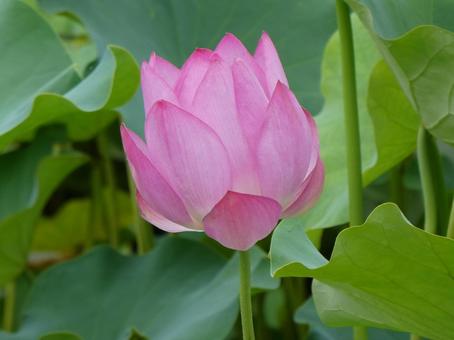 ハスの花 5 ハスの花 5の写真