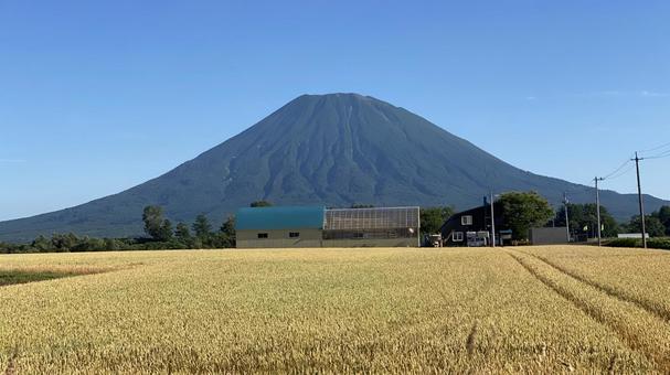 麦畑と羊蹄山 麦畑と羊蹄山 北海道,山,羊蹄山の写真素材