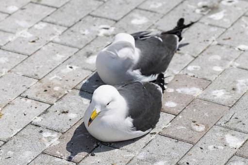 Photo, female cat, black-tailed gulls at kabushima shrine, two black-tailed gulls, 