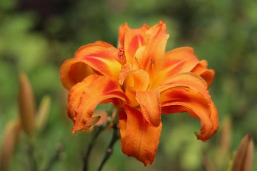 オレンジ色の花びらのヤブカンゾウの花 オレンジ色,花びら,ヤブカンゾウの写真素材