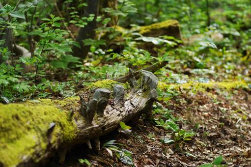 倒木 倒木,山道,登山道の写真素材