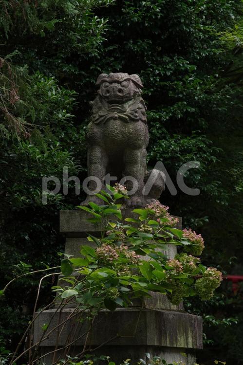 東京赤坂にある氷川神社の狛犬 狛犬,境内,展示の写真素材