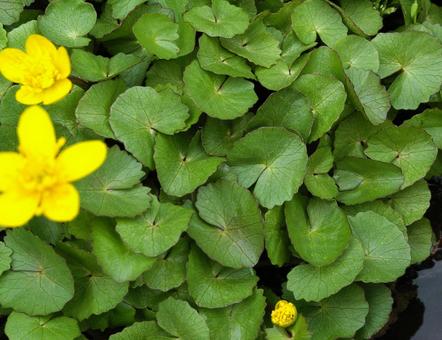 リュウキンカの写真