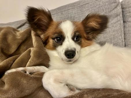 ぬくぬくパピヨン パピヨン,papillon,犬の写真素材