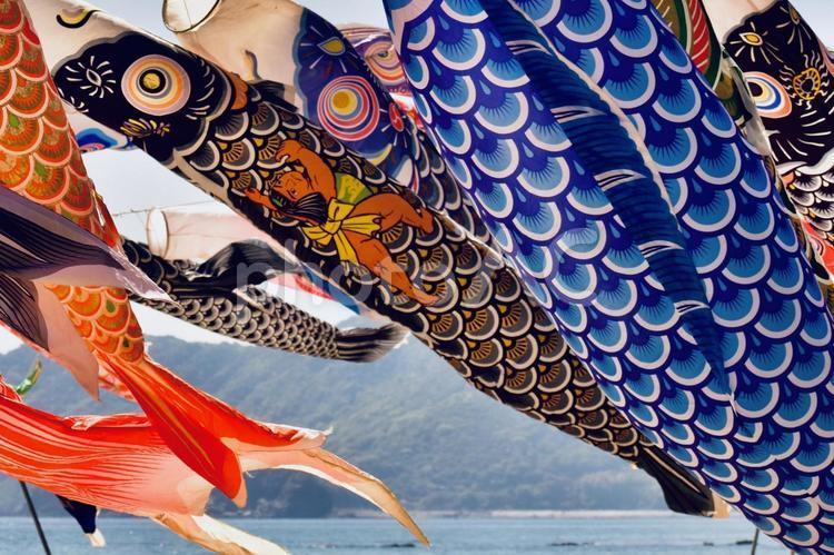 海風をうけて大きく泳ぐ鯉登り3 鯉登り,海岸,海辺の写真素材