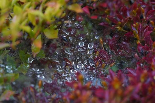 雨降り 雨降り,雨滴,水滴の写真素材