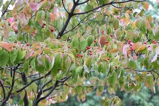 ハナミズキ ハナミズキ ハナミズキ,木,枝の写真素材