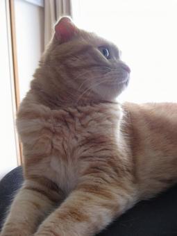 日を浴びてかっこいい猫 ねこ,ネコ,動物の写真素材