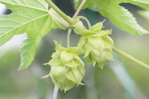 植物 ホップ 植物 ホップ ホップ,植物,ビールの原料の写真素材