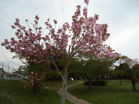 八重桜 やえざくら ヤエザクラ カンザン 八重桜 やえざくら ヤエザクラ カンザンの写真