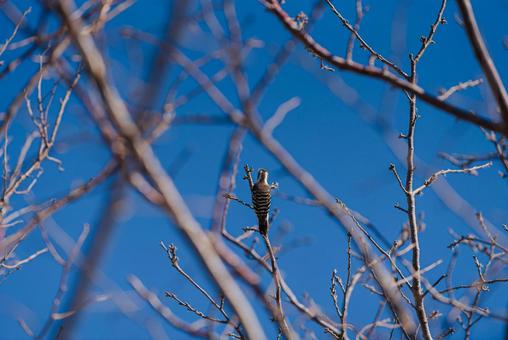 木に止まってつつこうとするコゲラ コゲラ,キツツキ,野鳥の写真素材